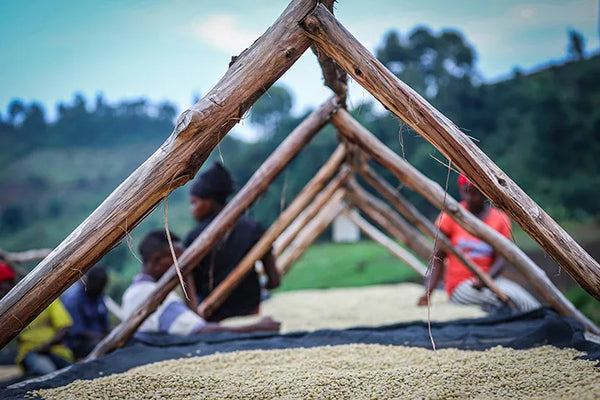 DR Congo | Lake Kivu Natural Whole Bean Coffee