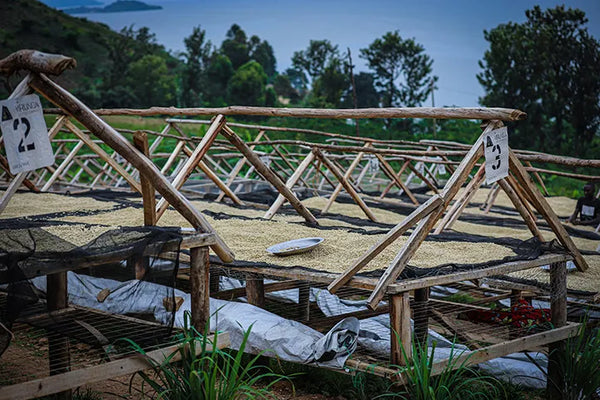 DR Congo | Lake Kivu Natural Whole Bean Coffee