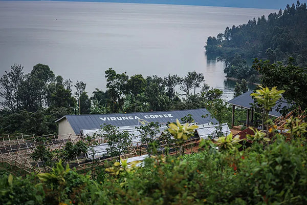 DR Congo | Lake Kivu Natural Whole Bean Coffee