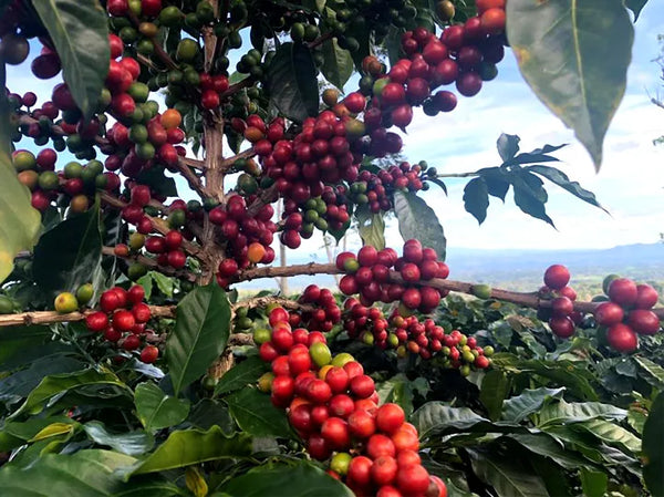 Mexico | Chiapas Whole Bean Coffee
