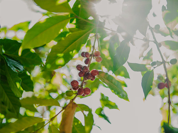 Mexico | Chiapas Whole Bean Coffee