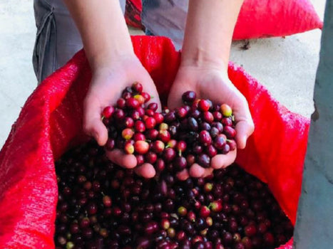 Guatemala | Joyabaj Honey Whole Bean Coffee