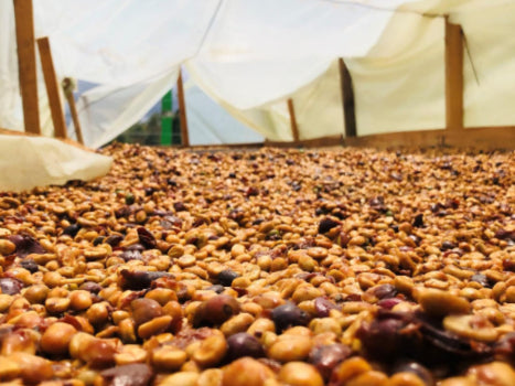 Guatemala | Joyabaj Honey Whole Bean Coffee